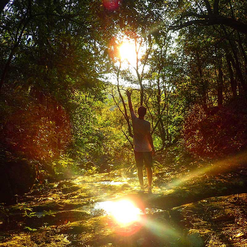 walking in a bright forest