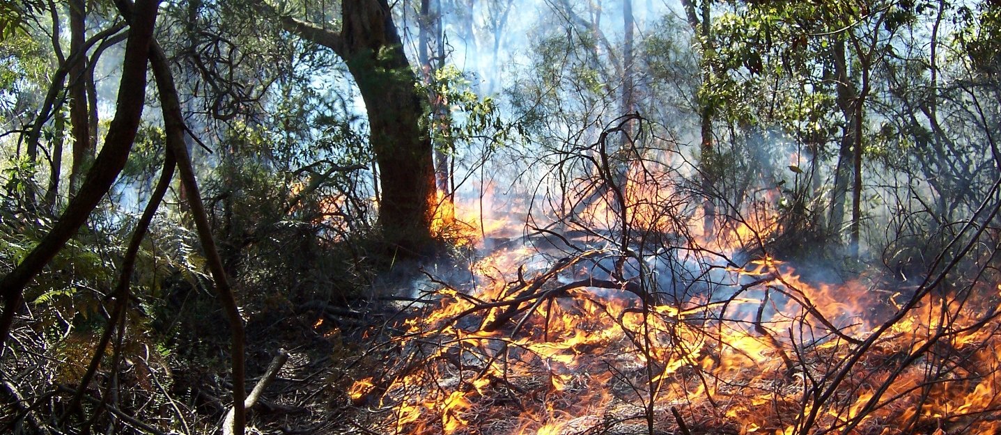 bush fire